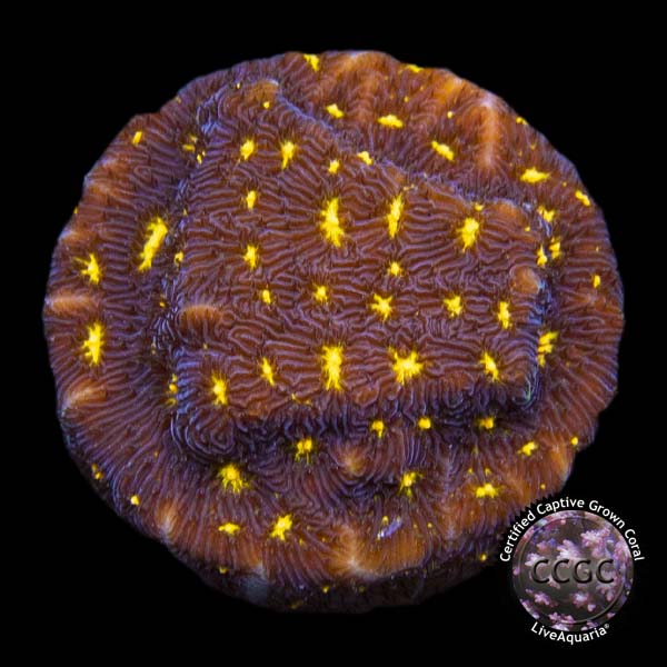 LiveAquaria® CCGC Aquacultured Fireworks Leptoseris Coral LiveAquaria® CCGC Aquacultured Fireworks Leptoseris Coral